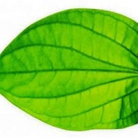 Ilustrasi Daun